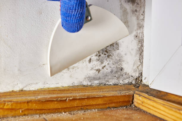  Montgomery, AL Mold Removal Pros